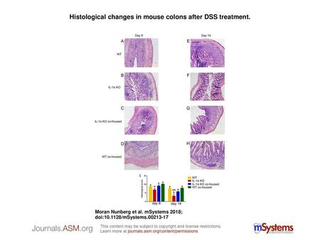 Histological changes in mouse colons after DSS treatment.