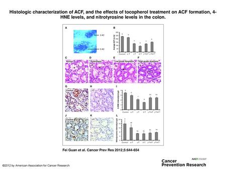 Histologic characterization of ACF, and the effects of tocopherol treatment on ACF formation, 4-HNE levels, and nitrotyrosine levels in the colon. Histologic.