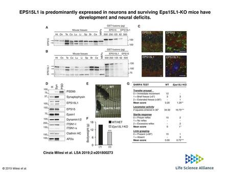 EPS15L1 is predominantly expressed in neurons and surviving Eps15L1-KO mice have development and neural deficits. EPS15L1 is predominantly expressed in.