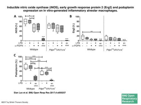 Inducible nitric oxide synthase (iNOS), early growth response protein 2 (Erg2) and podoplanin expression on in vitro-generated inflammatory alveolar macrophages.