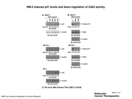 NM-3 induces p21 levels and down-regulation of Cdk2 activity.