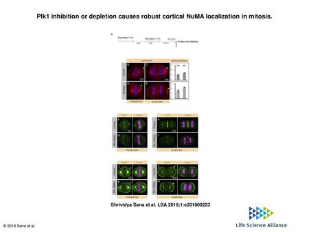 Plk1 inhibition or depletion causes robust cortical NuMA localization in mitosis. Plk1 inhibition or depletion causes robust cortical NuMA localization.