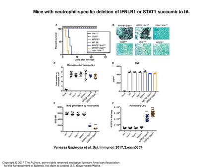 Mice with neutrophil-specific deletion of IFNLR1 or STAT1 succumb to IA. Mice with neutrophil-specific deletion of IFNLR1 or STAT1 succumb to IA. Conditional.