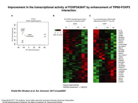 Improvement in the transcriptional activity of FOXP3A384T by enhancement of TIP60-FOXP3 interaction. Improvement in the transcriptional activity of FOXP3A384T.
