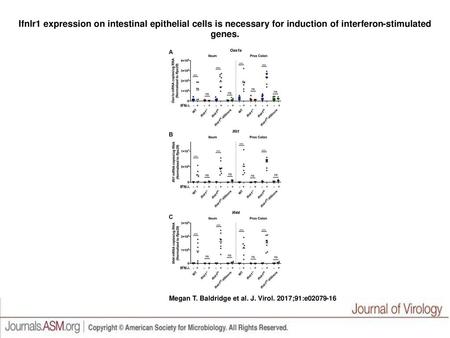 Ifnlr1 expression on intestinal epithelial cells is necessary for induction of interferon-stimulated genes. Ifnlr1 expression on intestinal epithelial.