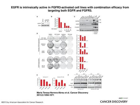 EGFR is intrinsically active in FGFR3-activated cell lines with combination efficacy from targeting both EGFR and FGFR3. EGFR is intrinsically active in.
