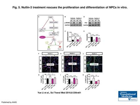Fig. 5. Nutlin-3 treatment rescues the proliferation and differentiation of NPCs in vitro. Nutlin-3 treatment rescues the proliferation and differentiation.