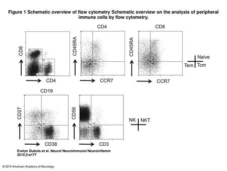 Figure 1 Schematic overview of flow cytometry Schematic overview on the analysis of peripheral immune cells by flow cytometry. Schematic overview of flow.