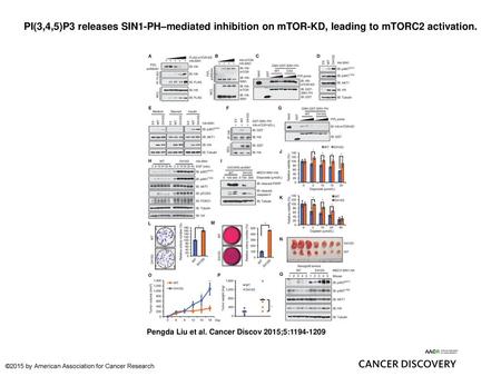 PI(3,4,5)P3 releases SIN1-PH–mediated inhibition on mTOR-KD, leading to mTORC2 activation. PI(3,4,5)P3 releases SIN1-PH–mediated inhibition on mTOR-KD,