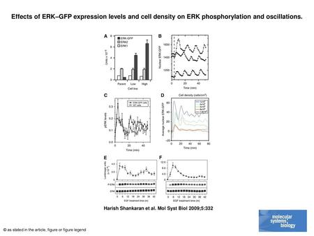 Effects of ERK–GFP expression levels and cell density on ERK phosphorylation and oscillations. Effects of ERK–GFP expression levels and cell density on.