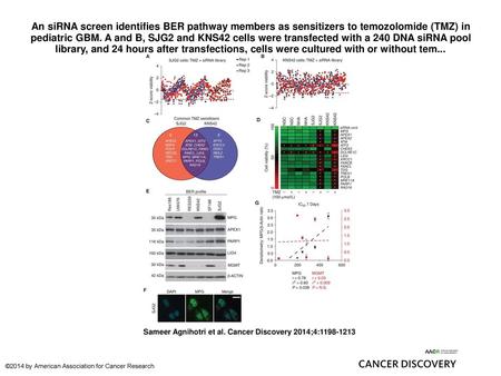 An siRNA screen identifies BER pathway members as sensitizers to temozolomide (TMZ) in pediatric GBM. A and B, SJG2 and KNS42 cells were transfected with.