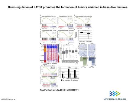 Down-regulation of LATS1 promotes the formation of tumors enriched in basal-like features. Down-regulation of LATS1 promotes the formation of tumors enriched.