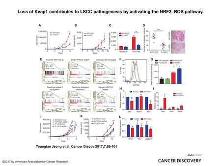 Loss of Keap1 contributes to LSCC pathogenesis by activating the NRF2–ROS pathway. Loss of Keap1 contributes to LSCC pathogenesis by activating the NRF2–ROS.