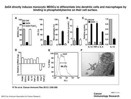 2aG4 directly induces monocytic MDSCs to differentiate into dendritic cells and macrophages by binding to phosphatidylserine on their cell surface. 2aG4.