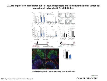 CXCR5 expression accelerates Eμ-Tcl1 leukemogenesis and is indispensable for tumor cell recruitment to lymphoid B-cell follicles. CXCR5 expression accelerates.