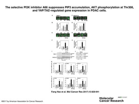 The selective PI3K inhibitor A66 suppresses PIP3 accumulation, AKT phosphorylation at Thr308, and YAP/TAZ–regulated gene expression in PDAC cells. The.