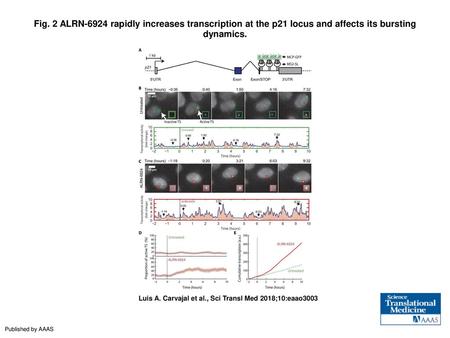 Fig. 2 ALRN-6924 rapidly increases transcription at the p21 locus and affects its bursting dynamics. ALRN-6924 rapidly increases transcription at the p21.