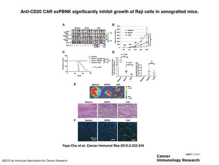 Anti-CD20 CAR exPBNK significantly inhibit growth of Raji cells in xenografted mice. Anti-CD20 CAR exPBNK significantly inhibit growth of Raji cells in.