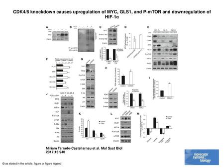 CDK4/6 knockdown causes upregulation of MYC, GLS1, and P‐mTOR and downregulation of HIF‐1α CDK4/6 knockdown causes upregulation of MYC, GLS1, and P‐mTOR.