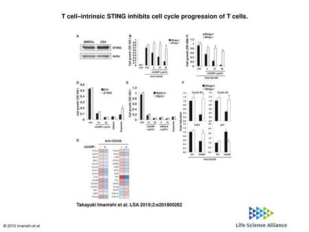 T cell–intrinsic STING inhibits cell cycle progression of T cells.