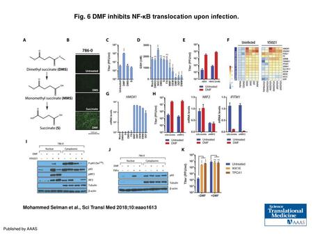 Fig. 6 DMF inhibits NF-κB translocation upon infection.