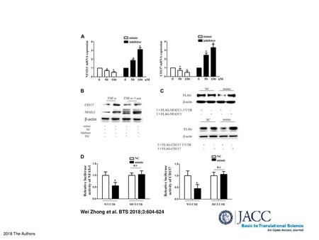 CD137/NFATc1 Axis Was Directly Targeted by miR-145 (A) Relative mRNA expression levels of NFATc1 and CD137 in the miR-145 mimic- or inhibitor-treated group.