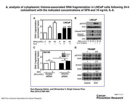 A, analysis of cytoplasmic histone-associated DNA fragmentation in LNCaP cells following 24-h cotreatment with the indicated concentrations of SFN and.