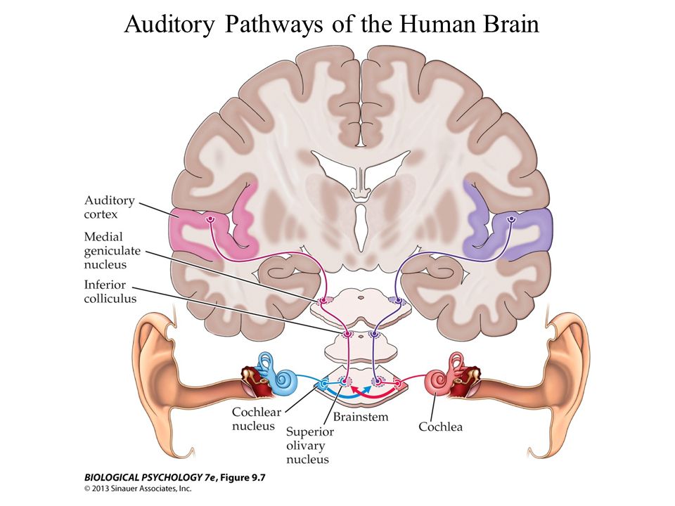 Fiber Pathways of the Cerebrum - YouTube