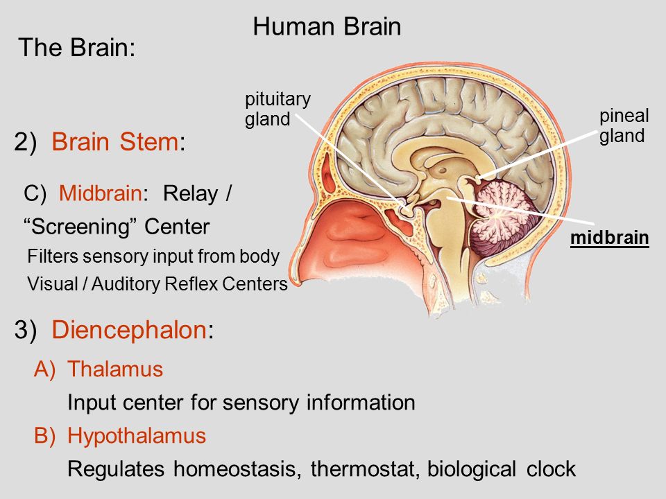 download The Amphetamine Debate: The Use of Adderall, Ritalin and Related Drugs for Behavior Modification, Neuroenhancement and Anti-Aging Purposes