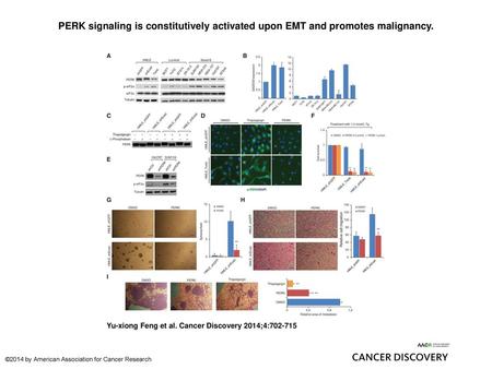 PERK signaling is constitutively activated upon EMT and promotes malignancy. PERK signaling is constitutively activated upon EMT and promotes malignancy.