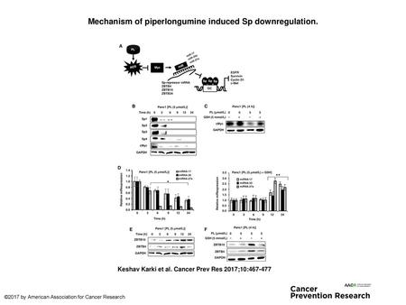 Mechanism of piperlongumine induced Sp downregulation.