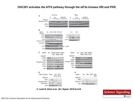 ONC201 activates the ATF4 pathway through the eIF2α kinases HRI and PKR. ONC201 activates the ATF4 pathway through the eIF2α kinases HRI and PKR. (A) Western.