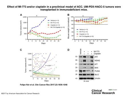 Effect of MI-773 and/or cisplatin in a preclinical model of ACC