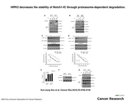 HIPK2 decreases the stability of Notch1-IC through proteasome-dependent degradation. HIPK2 decreases the stability of Notch1-IC through proteasome-dependent.