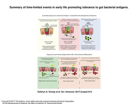 Summary of time-limited events in early life promoting tolerance to gut bacterial antigens. Summary of time-limited events in early life promoting tolerance.