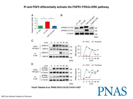 Pi and FGF2 differentially activate the FGFR1-FRS2α-ERK pathway.