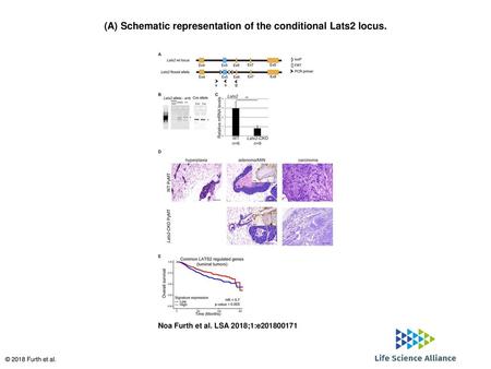 (A) Schematic representation of the conditional Lats2 locus.