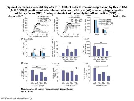 Figure 4 Increased susceptibility of MIF−/− CD4+ T cells to immunosuppression by Dex in EAE (A) MOG35-55 peptide-activated donor cells from wild-type (Wt)