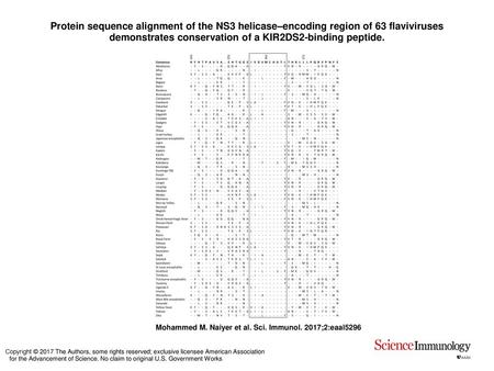 Protein sequence alignment of the NS3 helicase–encoding region of 63 flaviviruses demonstrates conservation of a KIR2DS2-binding peptide. Protein sequence.