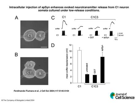 Intracellular injection of apSyn enhances evoked neurotransmitter release from C1 neuron somata cultured under low-release conditions. Intracellular injection.