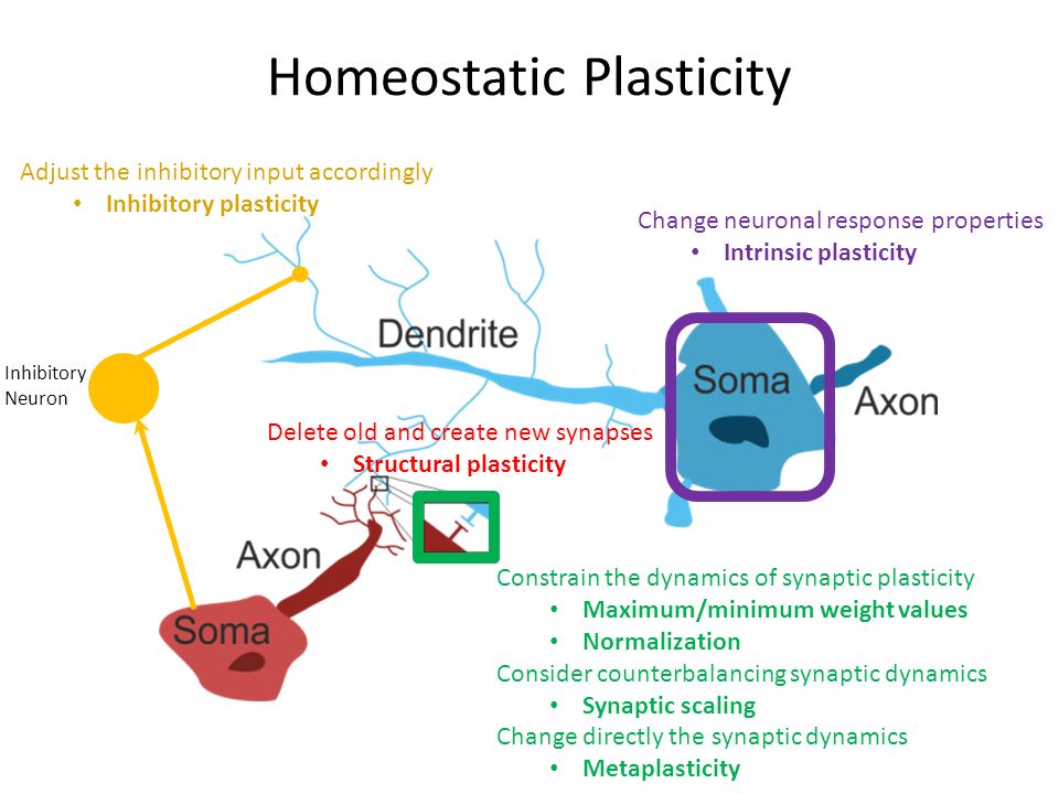 homeostatic plasticity