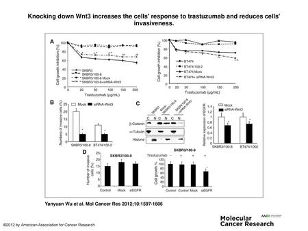Knocking down Wnt3 increases the cells' response to trastuzumab and reduces cells' invasiveness. Knocking down Wnt3 increases the cells' response to trastuzumab.