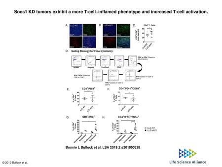 Socs1 KD tumors exhibit a more T-cell–inflamed phenotype and increased T-cell activation. Socs1 KD tumors exhibit a more T-cell–inflamed phenotype and.