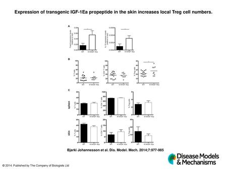 Expression of transgenic IGF-1Ea propeptide in the skin increases local Treg cell numbers. Expression of transgenic IGF-1Ea propeptide in the skin increases.