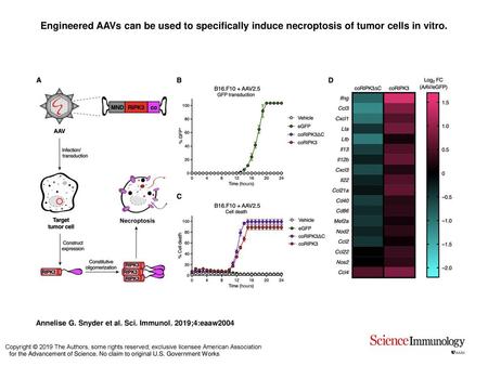 Engineered AAVs can be used to specifically induce necroptosis of tumor cells in vitro. Engineered AAVs can be used to specifically induce necroptosis.