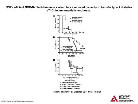 NOX-deficient NOD-Ncf1m1J immune system has a reduced capacity to transfer type 1 diabetes (T1D) to immune-deficient hosts. NOX-deficient NOD-Ncf1m1J immune.