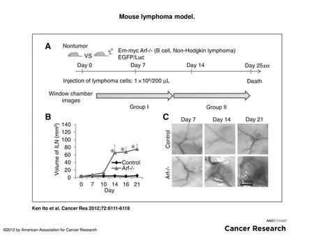 Mouse lymphoma model. Mouse lymphoma model. A, EL-Arf−/− cells (1 × 106) were tail-vein injected into C57BL/6 mice. LNIWC imaging was separated into 2.