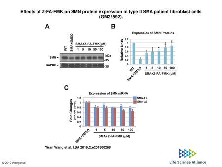 Effects of Z-FA-FMK on SMN protein expression in type II SMA patient fibroblast cells (GM22592). Effects of Z-FA-FMK on SMN protein expression in type.