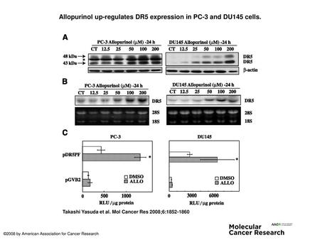 Allopurinol up-regulates DR5 expression in PC-3 and DU145 cells.