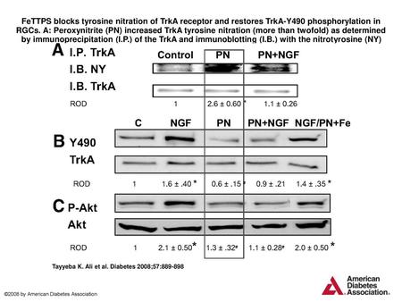 FeTTPS blocks tyrosine nitration of TrkA receptor and restores TrkA-Y490 phosphorylation in RGCs. A: Peroxynitrite (PN) increased TrkA tyrosine nitration.